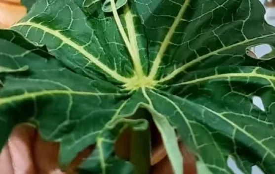 Manfaat Daun Pepaya bagi Kesehatan