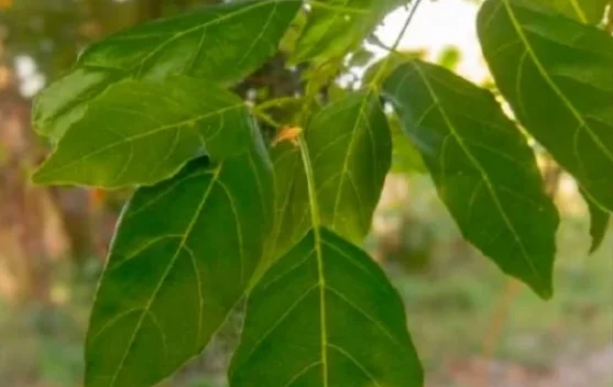 Manfaat Daun Kendal, Tanaman Lokal yang Berkhasiat bagi Kesehatan