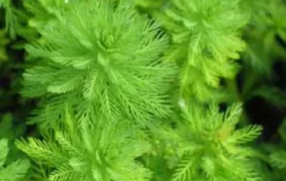 Parrot Feather, Flora Air Eksotis Bertekstur Lembut Penyeimbang Kolam Hias