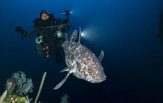 Kembali Ditemukan Belasan Ikan Purba Coelacanth di Perairan Sulawesi Utara
