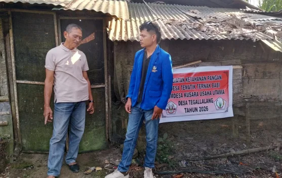 Potensi Limbah Pertanian Lokal Bahan Pakan Fermentasi Babi Nutrisi Tinggi