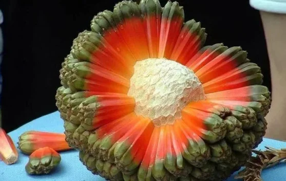 Tumbuh di Pesisir, namun Jarang Ditemui di Meja Makan