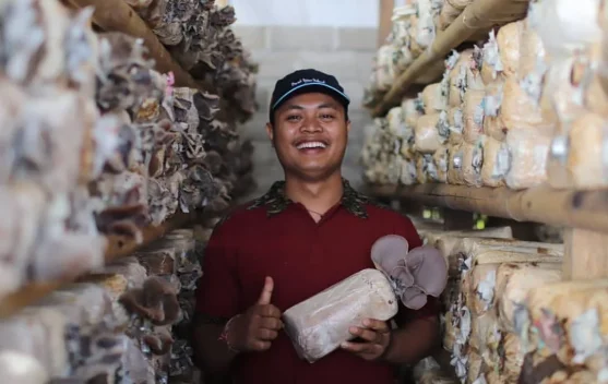 Alur Produksi Gede Jamur di Desa Pidpid Laga