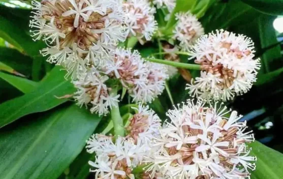 Dracaena Fragrans: Si "Pohon Besi" yang Membawa Wangi Surgawi dan Udara Bersih