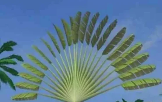 Pisang Kipas, Sang "Penunjuk Arah" yang Menghadirkan Kemegahan Arsitektur Alami