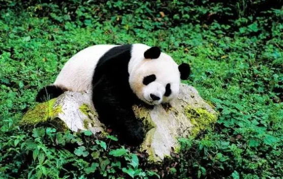 Studi Ungkap Rahasia Evolusi Pola Makan Panda Purba