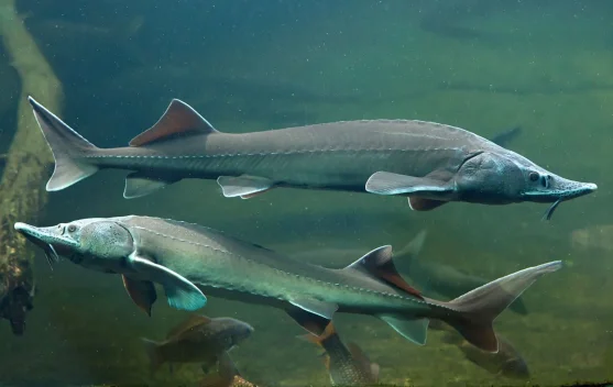 Sturgeon Makhluk Purba Air Tawar Berumur Ratusan Tahun