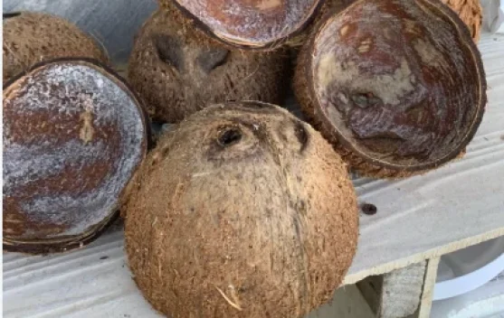 Manfaat Tempurung Kelapa bagi Kehidupan