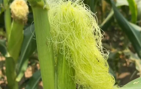 Rambut Jagung Kerap Diabaikan tetapi Punya Potensi Manfaat Kesehatan