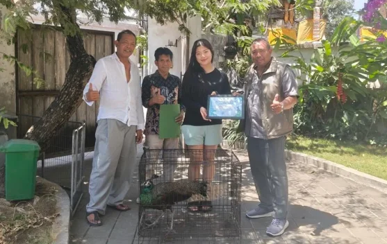 Warga Denpasar Laporkan Penemuan Merak Hijau, BKSDA Bali Langsung Evakuasi