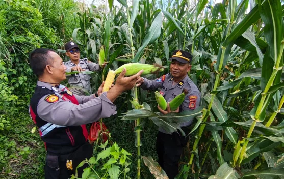 Polsek Gianyar Dukung Swasembada Pangan Melalui Panen Jagung di Subak Jro Kuta