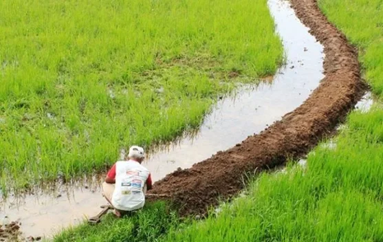 ketika Sawah Berubah Menjadi Bangunan, Apa yang Hilang?