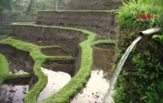 Petani Modern atau Menjual Sawah? Pilihan di tengah Perubahan Zaman