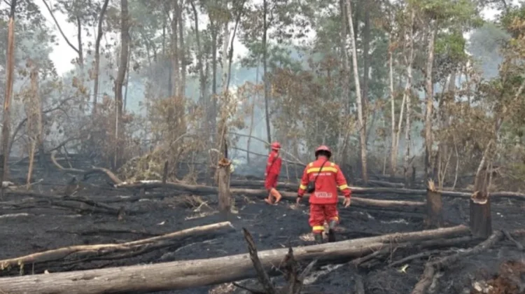 Ancaman Kebakaran Hutan Meningkat Tahun Ini karena Kemarau Panjang