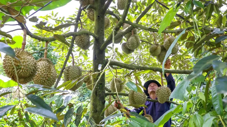 Durian Kita, Permata Tidur
