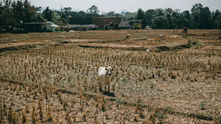 Lahan Pertanian 15 Kecamatan di Kabupaten Tangerang Terancam Puso