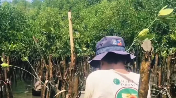 Pelestarian Mangrove di Pesisir Balikpapan Terus Berlanjut