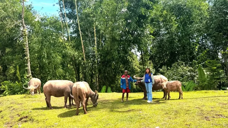 Dedikasi Mantri BRI Buka Akses Perbankan Masyarakat Pegunungan di Toraja Utara