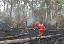Ancaman Kebakaran Hutan Meningkat Tahun Ini karena Kemarau Panjang