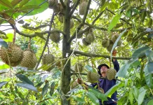 Durian Kita, Permata Tidur