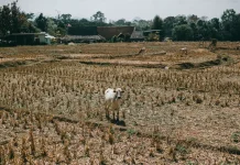 Lahan Pertanian 15 Kecamatan di Kabupaten Tangerang Terancam Puso