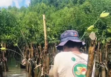 Pelestarian Mangrove di Pesisir Balikpapan Terus Berlanjut