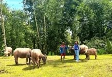 Dedikasi Mantri BRI Buka Akses Perbankan Masyarakat Pegunungan di Toraja Utara