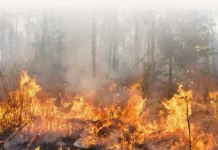 Gubernur Jabar Minta Pendakian Gunung Ditunda karena Kebakaran Meluas