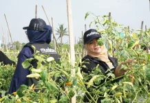 Generasi Muda Mengubah Wajah Pertanian Menjadi Bisnis Masa Depan