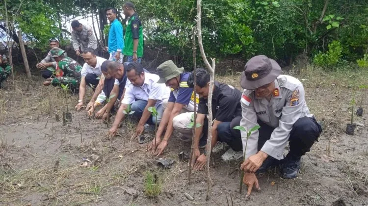 AWAS Tanam 270 Mangrove di Nangahale