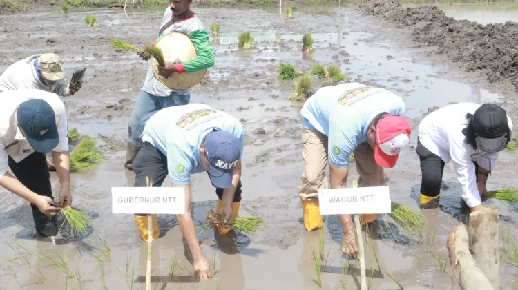 Gerakan Tanam Padi Serentak, Perkuat Langkah menuju Swasembada Pangan