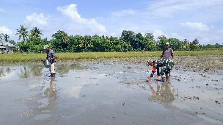 Babinsa Koramil Elar Turun ke Sawah, Bantu Petani Panen Bibit Padi