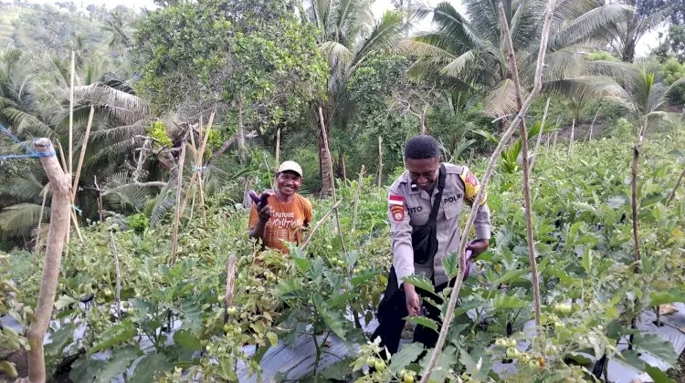 Bhabinkamtibmas Baopaat Monitoring Kebun Hortikultura Warga