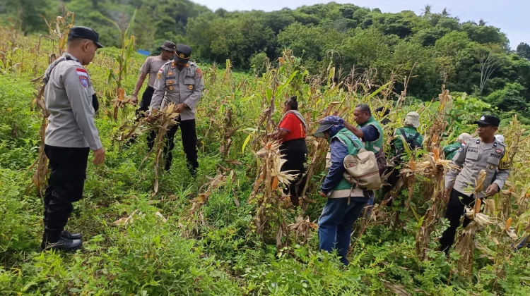 Sinergi Polri dan Petani, Embundoa Panen 7,2 Ton Jagung