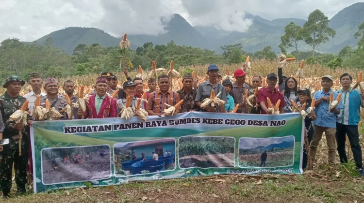 Panen Raya Jagung Desa Nao Bukti Dana Desa Produktif