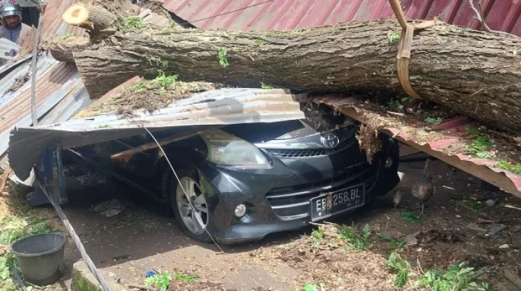 Mobil Tertimpa Trembesi Tumbang Dini Hari