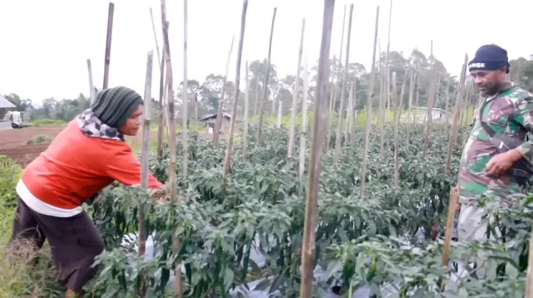 Program MBG Dongkrak Harga dan Serap Hasil Tani di Manggarai