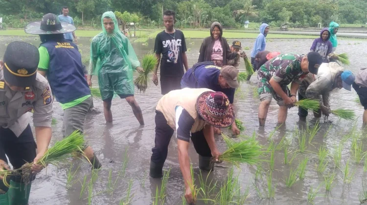 Perkuat Ketahanan Pangan, Satgas TMMD Kodim 1603/Sikka Tanam Padi di Magepanda