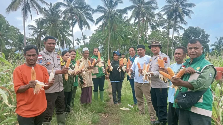 Sinergi Polri dan Petani Hasilkan 10,4 Ton Jagung di Rindiwawo