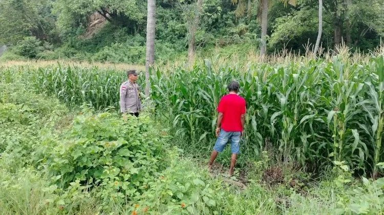 Bhabinkamtibmas  Pruda Monitoring Jagung Hibrida Dukung Ketahanan Pangan