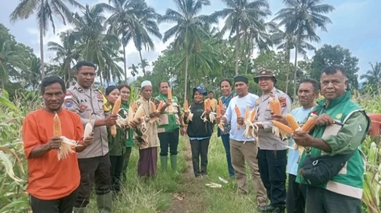 Panen Jagung Wolowaru Capai 10,4 Ton