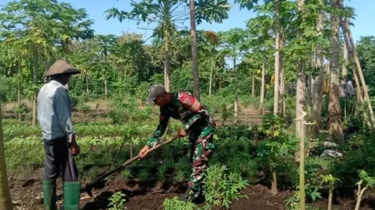 Babinsa Koramil 1624-02/Adonara Dampingi Petani di Kiwangon Flotim