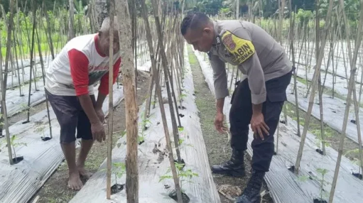 Bhabinkamtibmas Sikka Kawal Program Ketahanan Pangan Desa