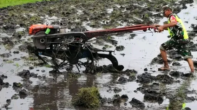 Babinsa Maurole Dampingi Petani Kotabaru, Laksanakan Pembajakan Sawah