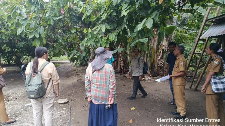 Penetapan Kebun Entris Kakao di Nangapanda