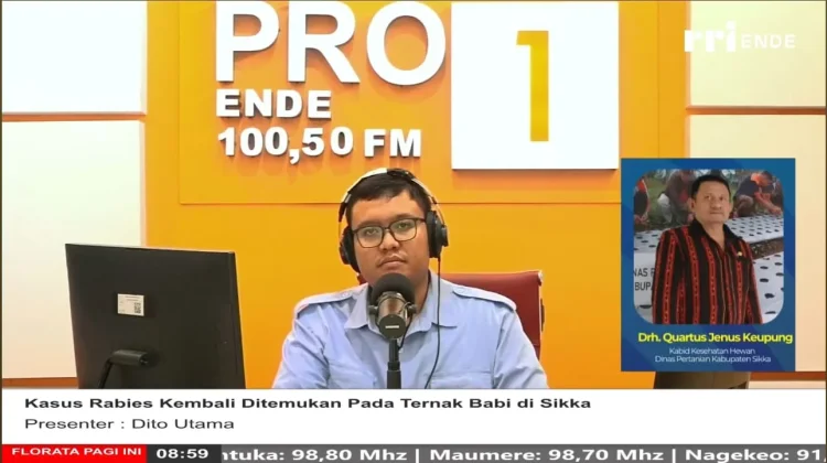Rabies pada Ternak Babi Ditemukan Kembali di Sikka