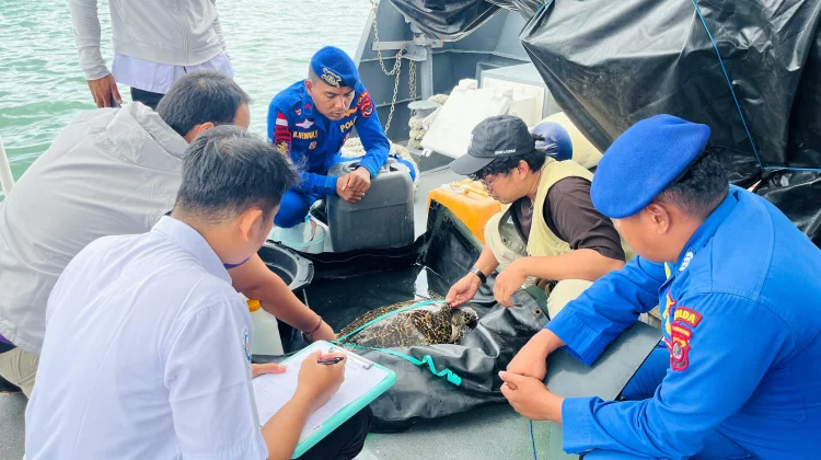 Ditpolairud Polda NTT Selamatkan Penyu Sisik di Perairan Labuan Bajo