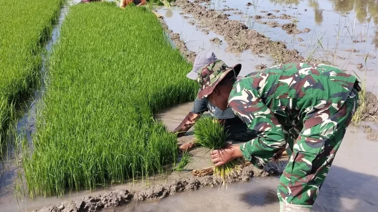 Dukung Ketahanan Pangan, Babinsa Elar Bantu Petani Panen Bibit Padi