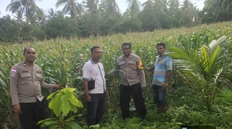 Bhabinkamtibmas Waihawa Pantau Tanaman Jagung Kelompok Tani