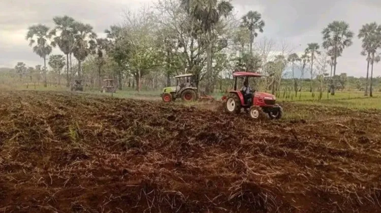 PT SMJ Kembangkan 200 Hektare Jagung di Lembata